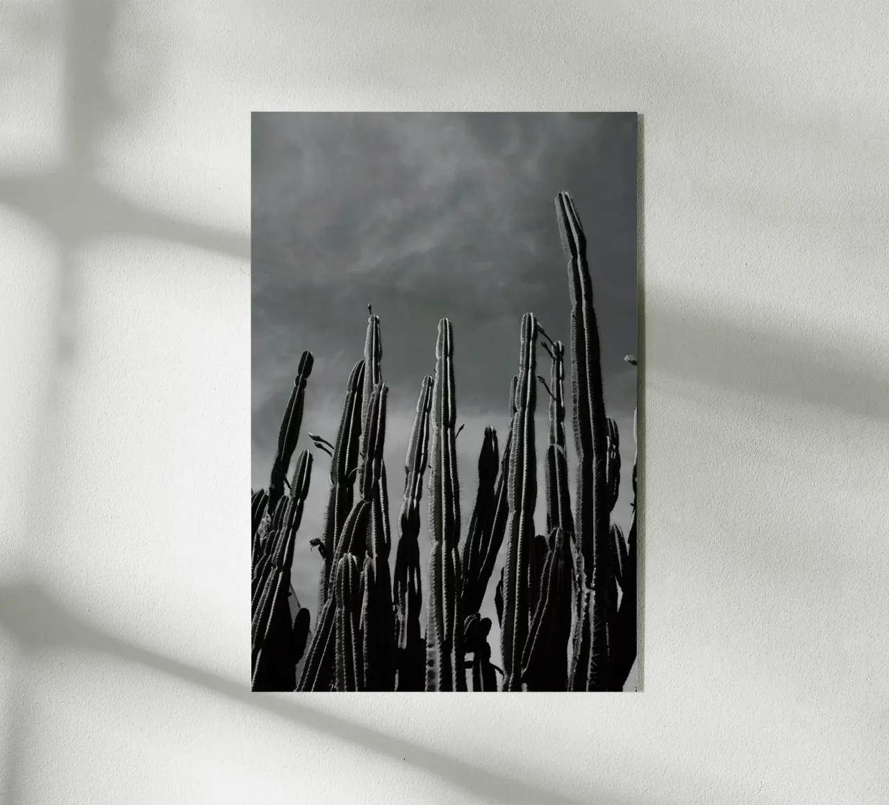 Cactus 02 plexiglass da Laura Palm