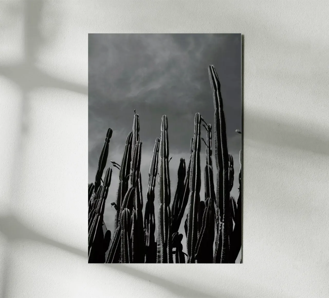 Cactus 02 alluminio dibond da Laura Palm