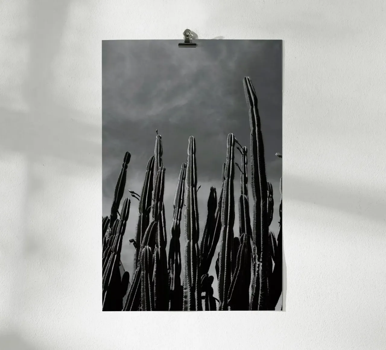 Cactus 02 poster da Laura Palm