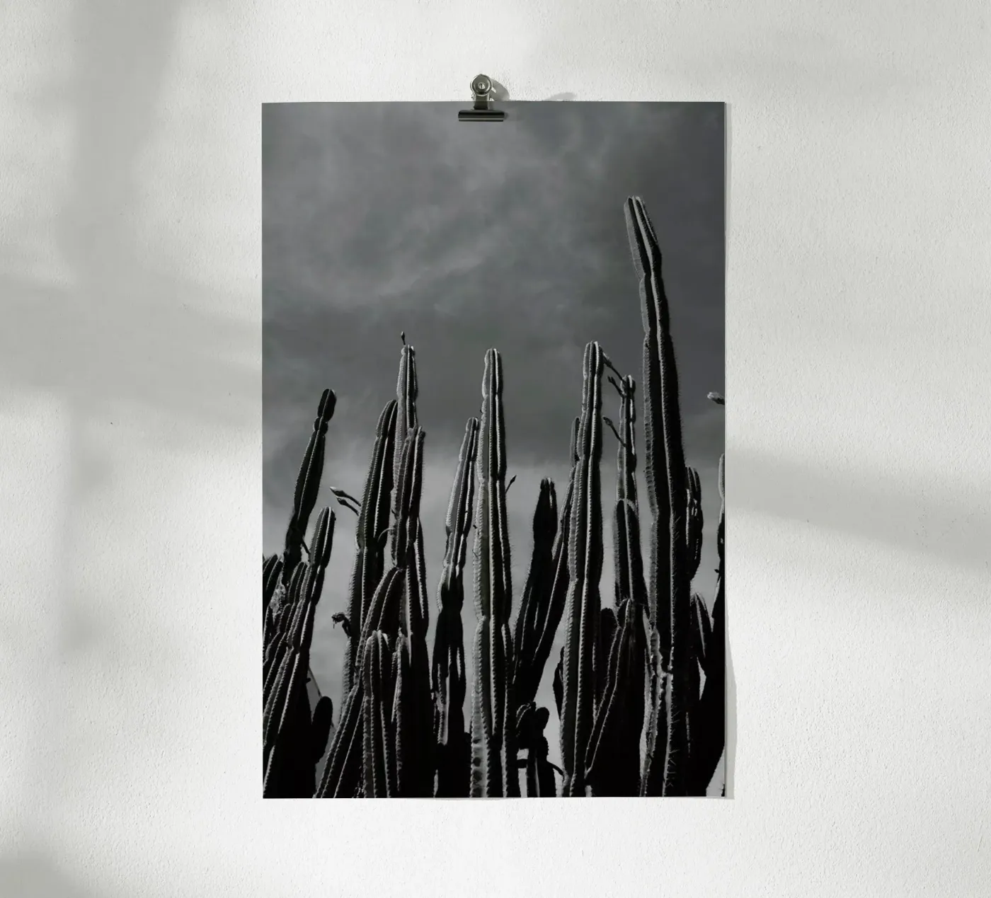 Cactus 02 poster da Laura Palm