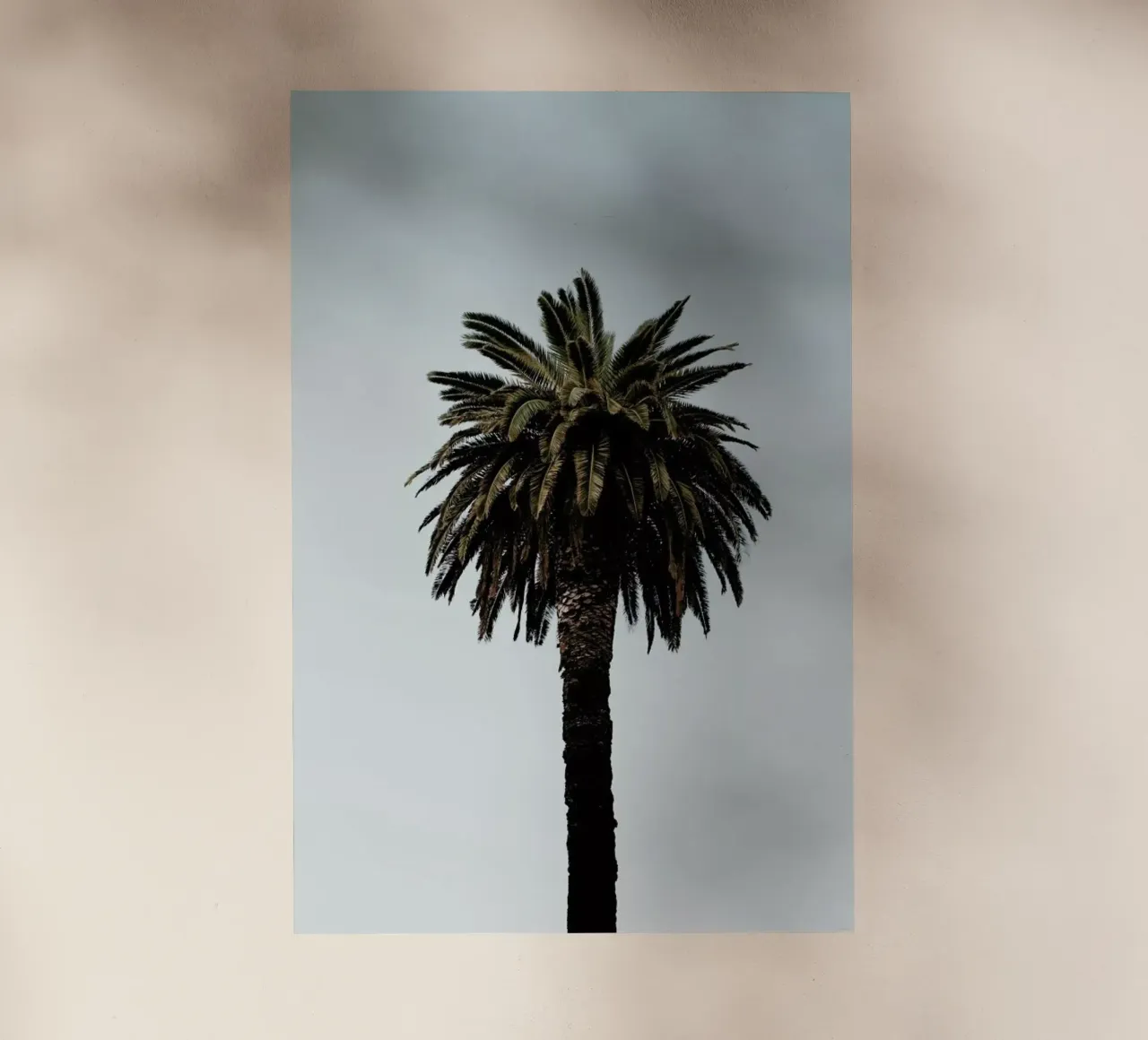 Palmtree pellicola backlit da Laura Palm
