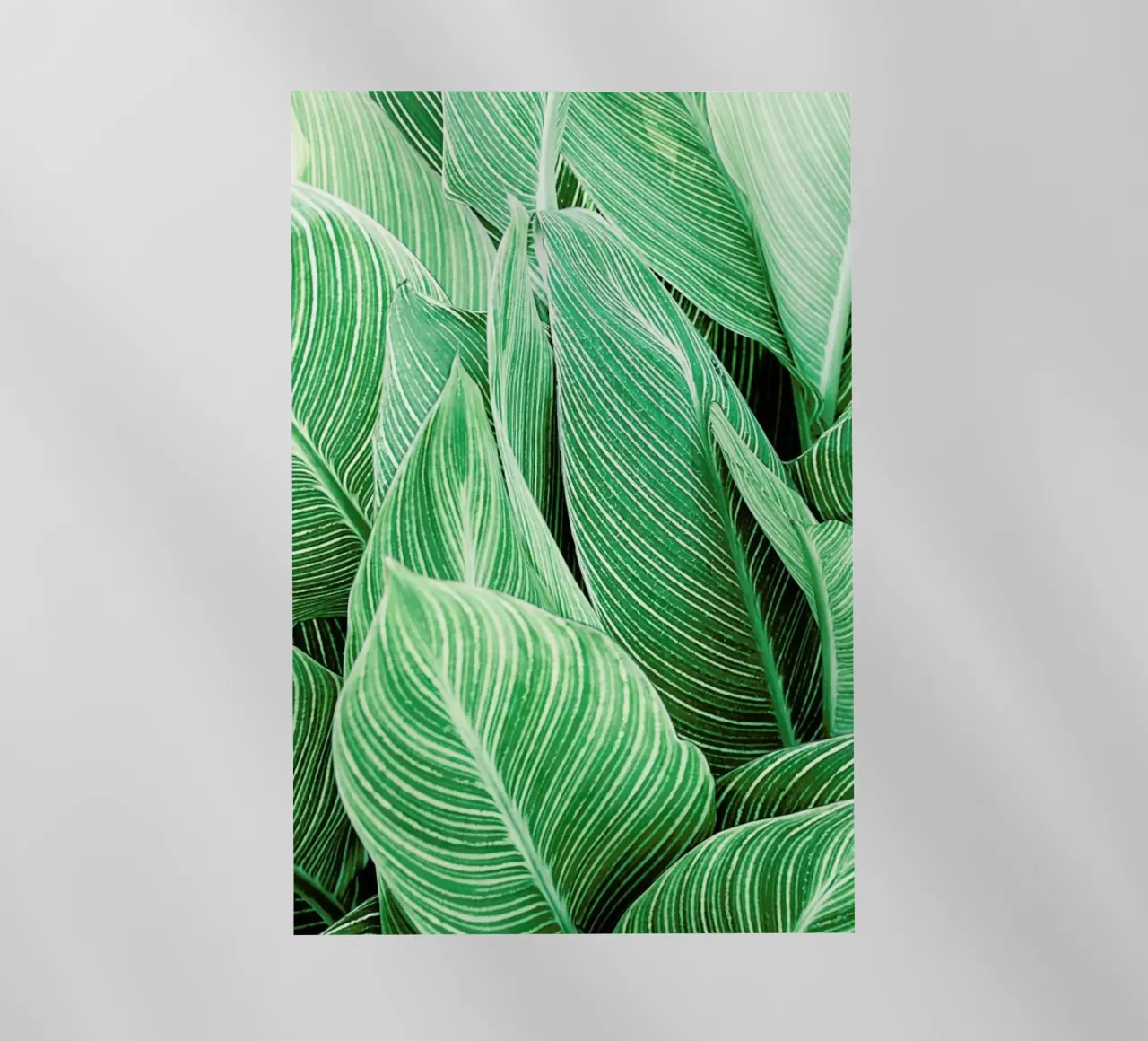 Print 144 pellicola backlit da Lila & Lola