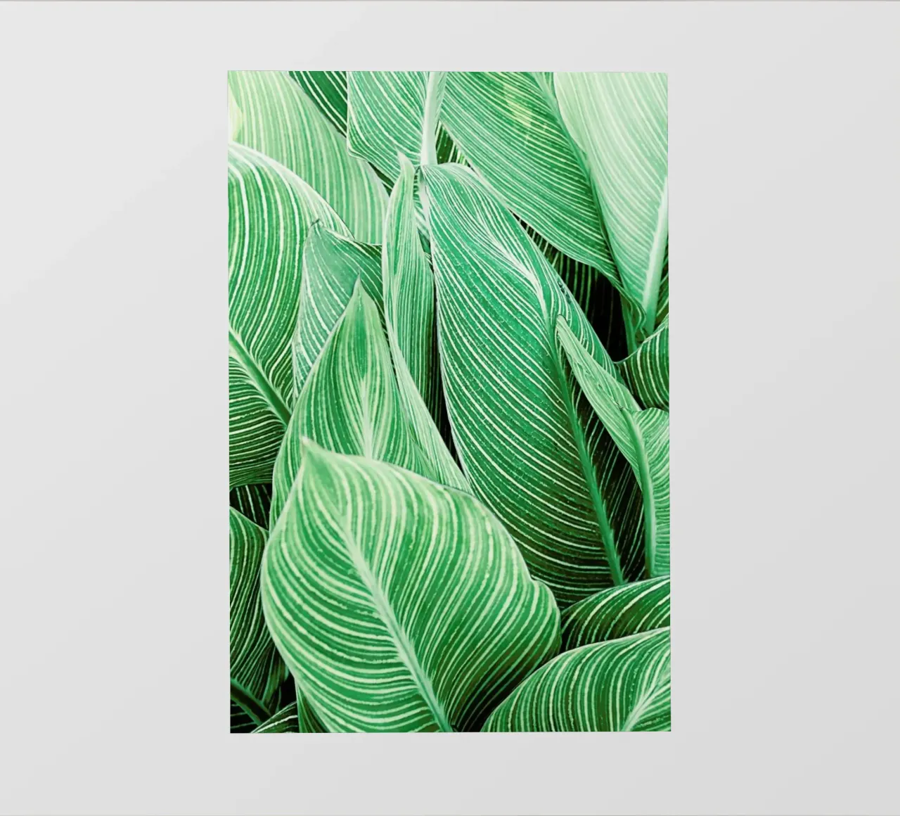 Print 144 pellicola backlit da Lila & Lola