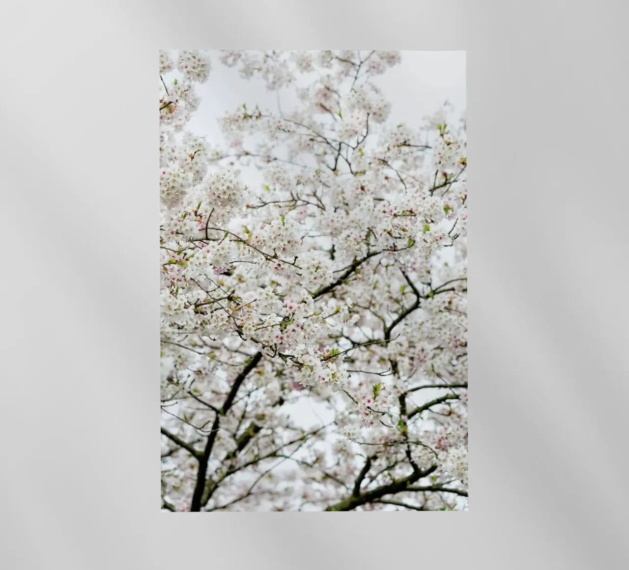 Blossom White 1 pellicola backlit da Curious Collections by Marielle Leenders