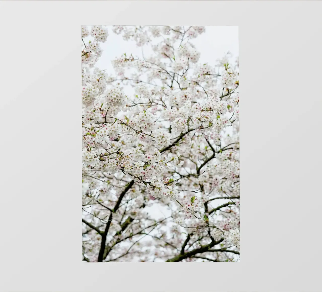 Blossom White 1 pellicola backlit da Curious Collections by Marielle Leenders