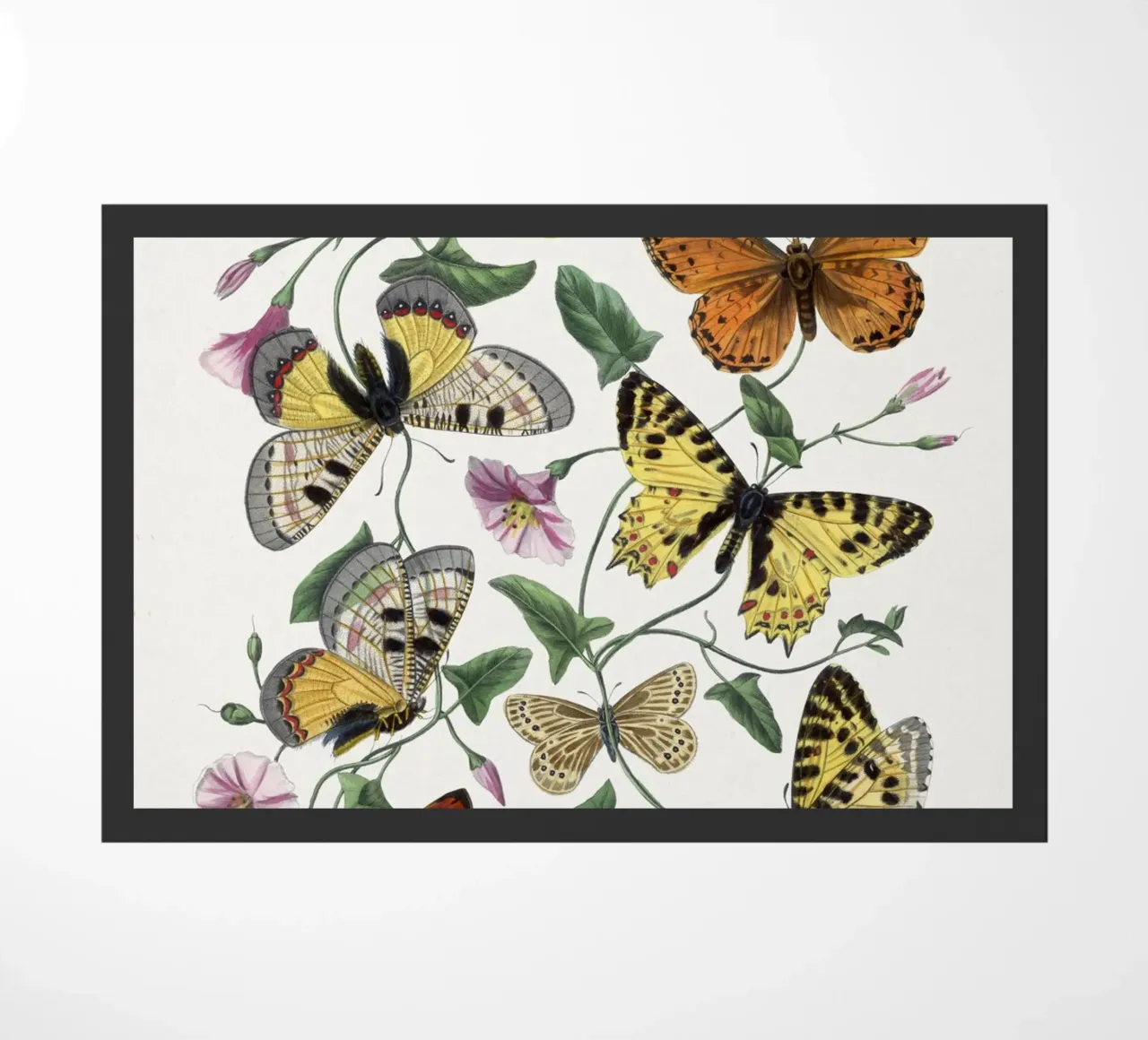 Butterfly & moth painting zerbino da vintageshop