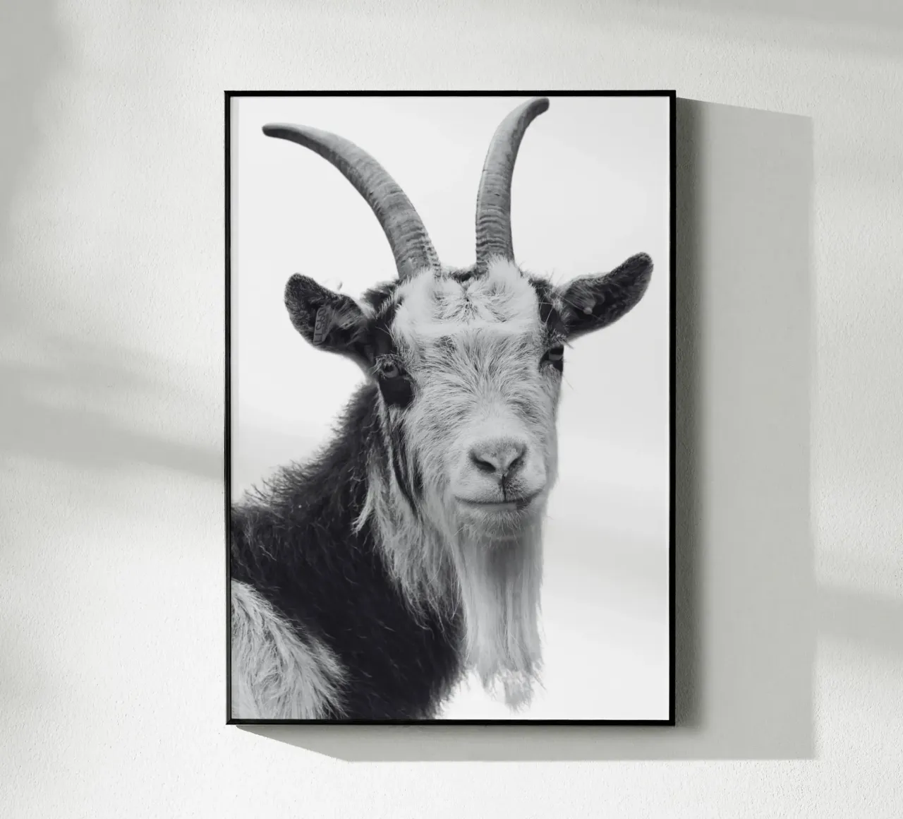 Ziege plexiglass da DigiWunderwerk