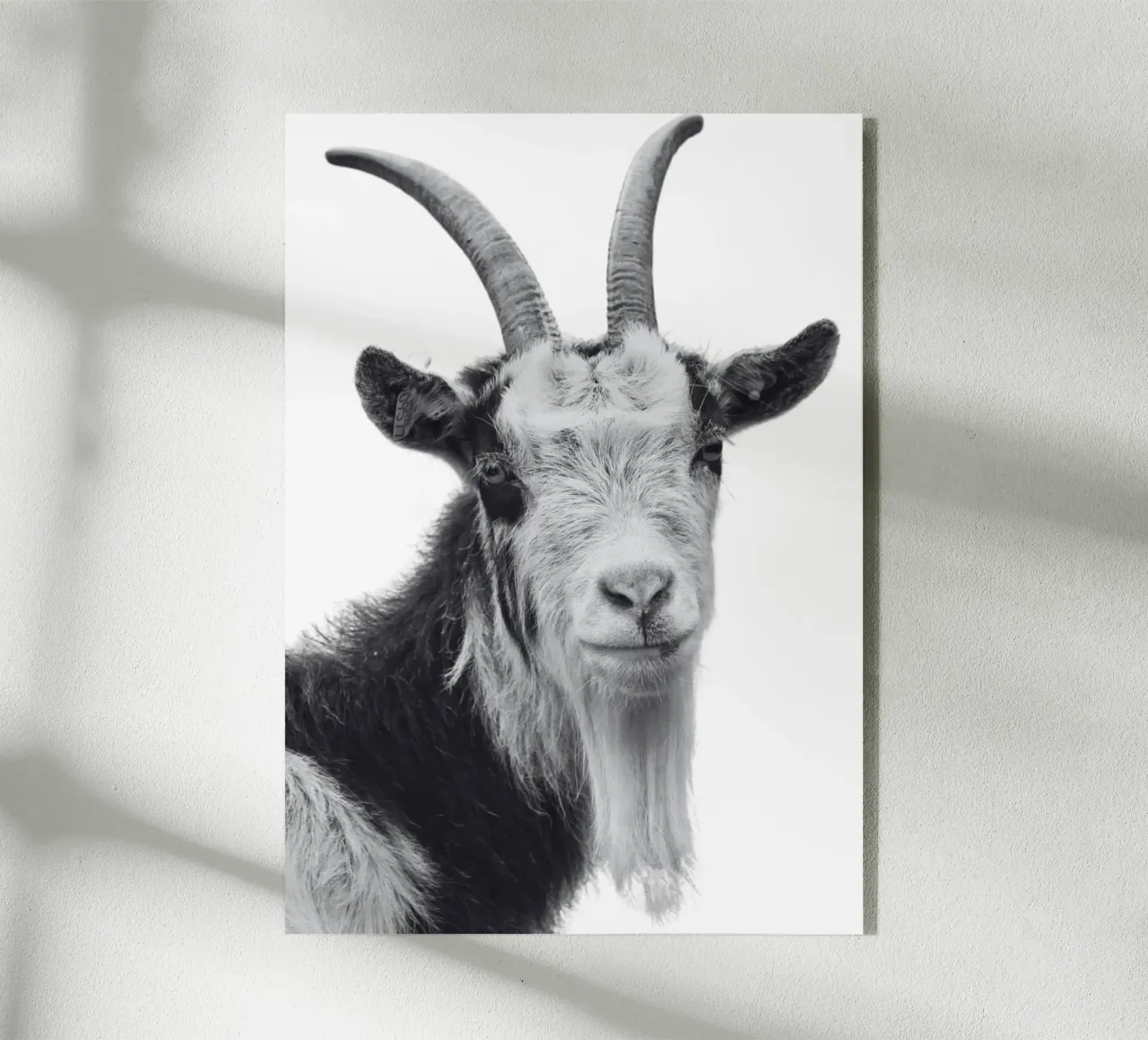 Ziege plexiglass da DigiWunderwerk