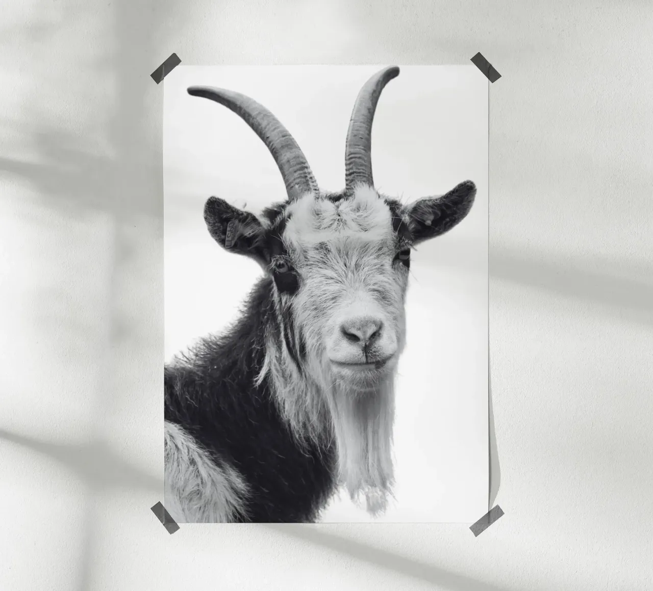 Ziege poster da DigiWunderwerk