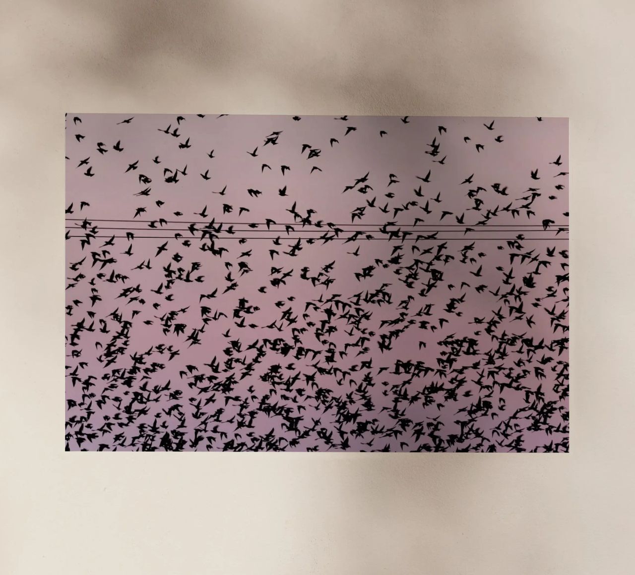 Chaos in Bird Migration by @matthcon01 pellicola backlit da EyeEm Mobile GmbH