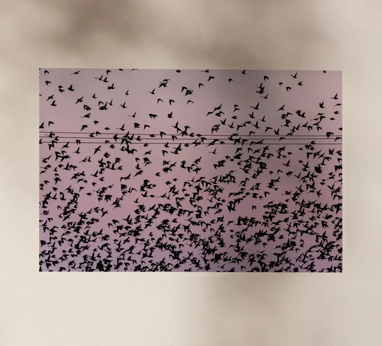 Chaos in Bird Migration by @matthcon01 pellicola backlit da EyeEm Mobile GmbH