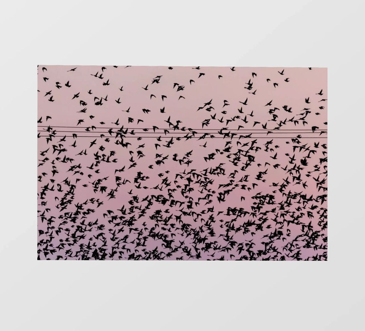 Chaos in Bird Migration by @matthcon01 pellicola backlit da EyeEm Mobile GmbH