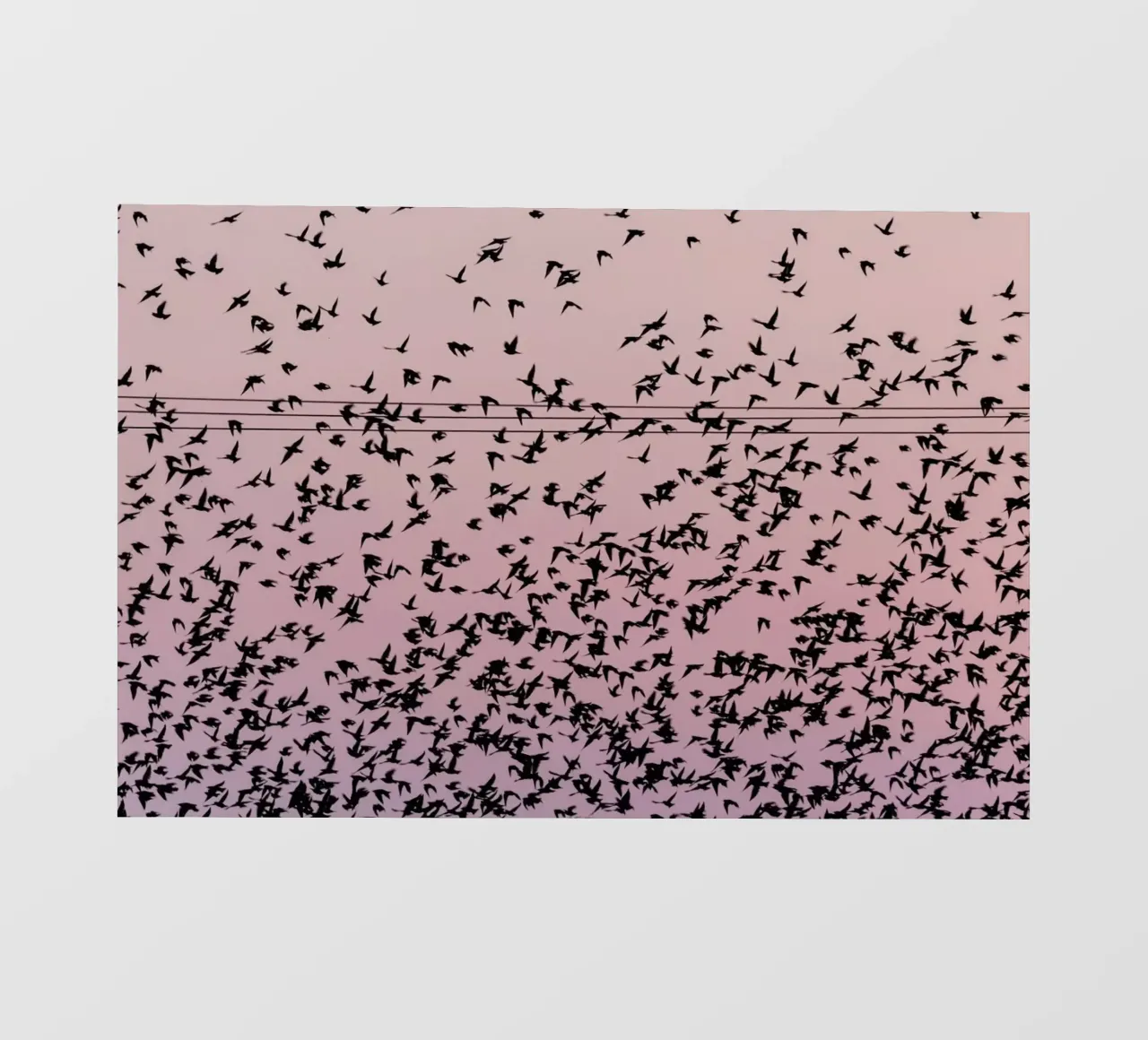Chaos in Bird Migration by @matthcon01 pellicola backlit da EyeEm Mobile GmbH