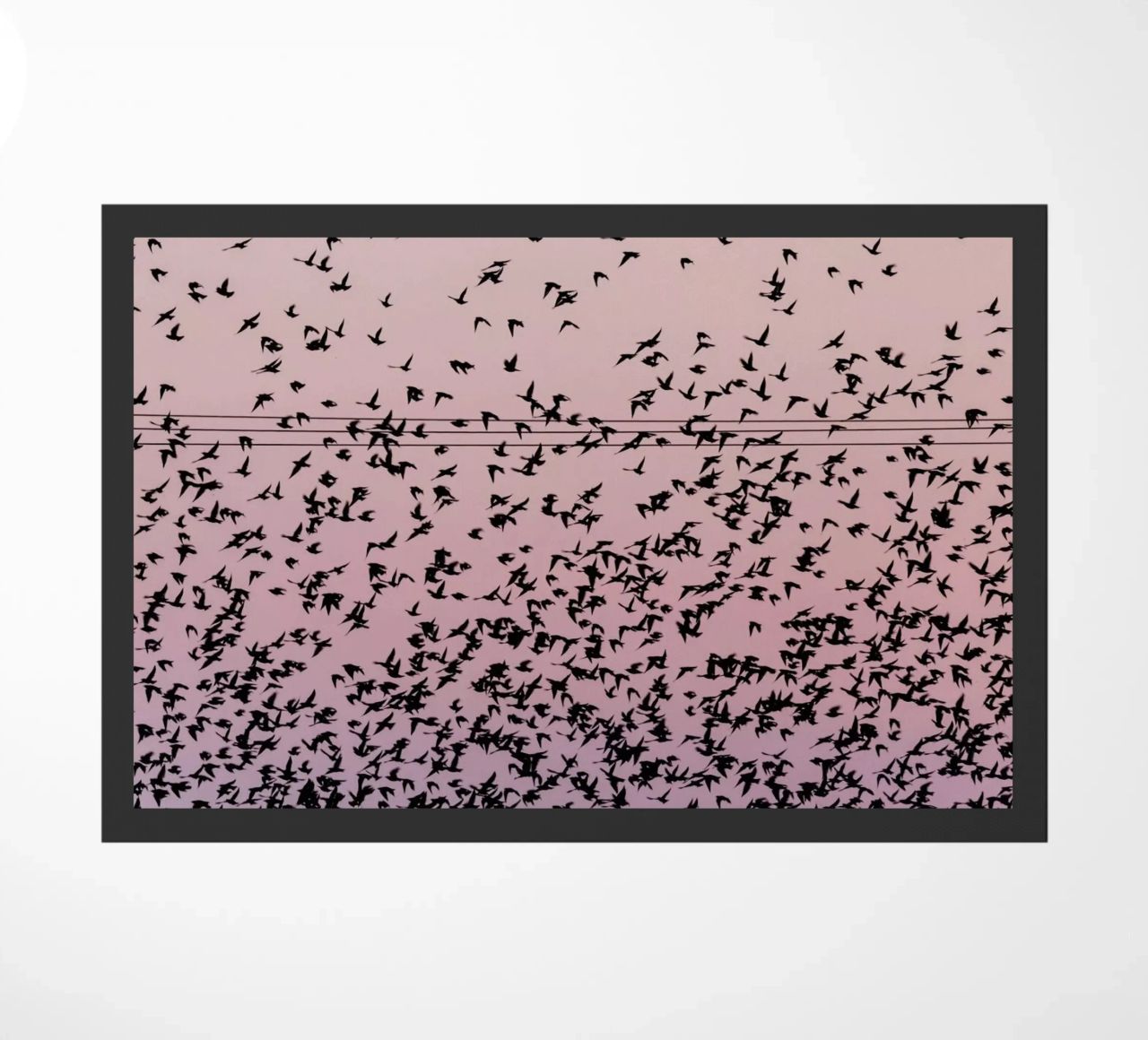 Chaos in Bird Migration by @matthcon01 zerbino da EyeEm Mobile GmbH