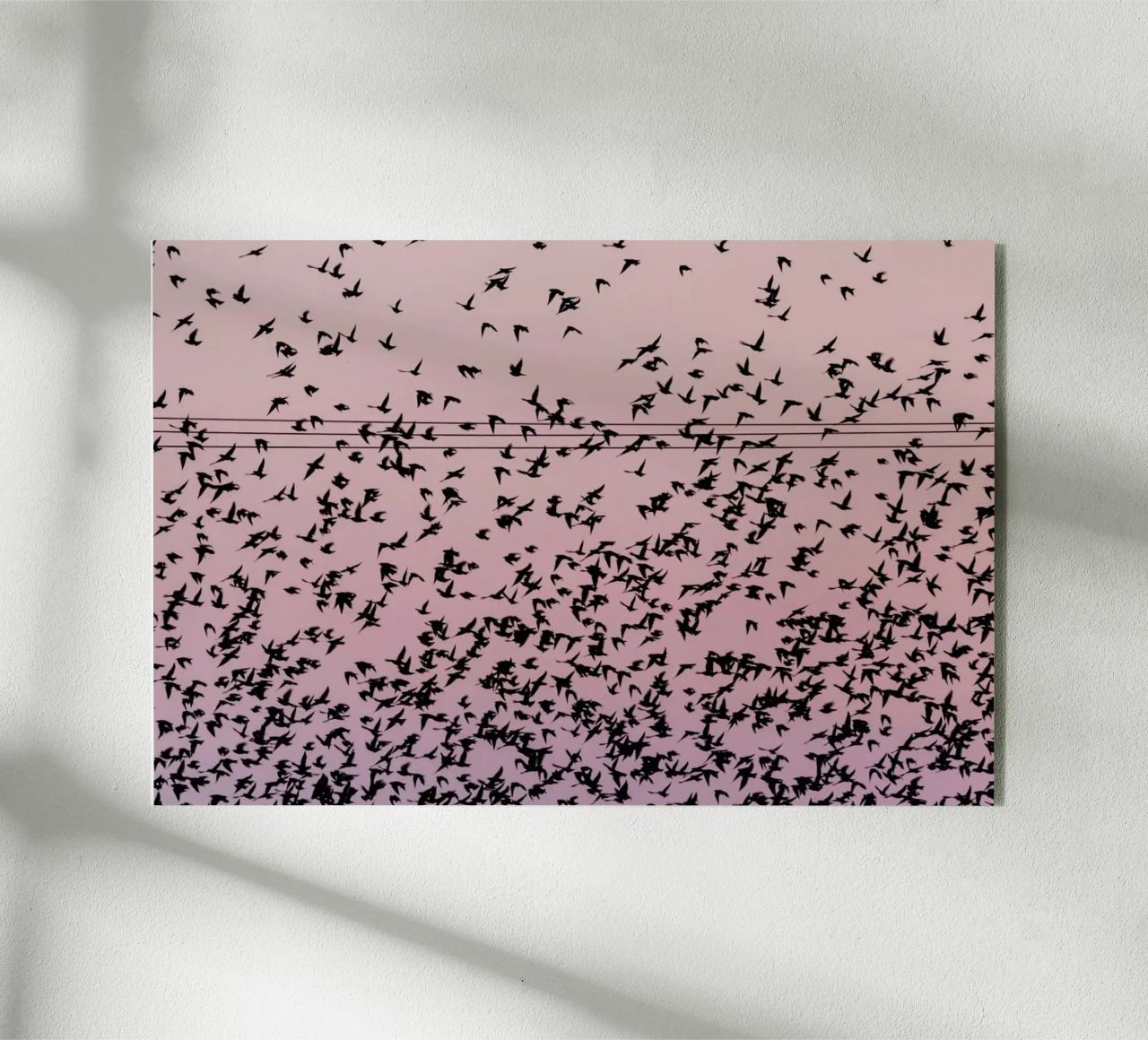 Chaos in Bird Migration by @matthcon01 plexiglass da EyeEm Mobile GmbH