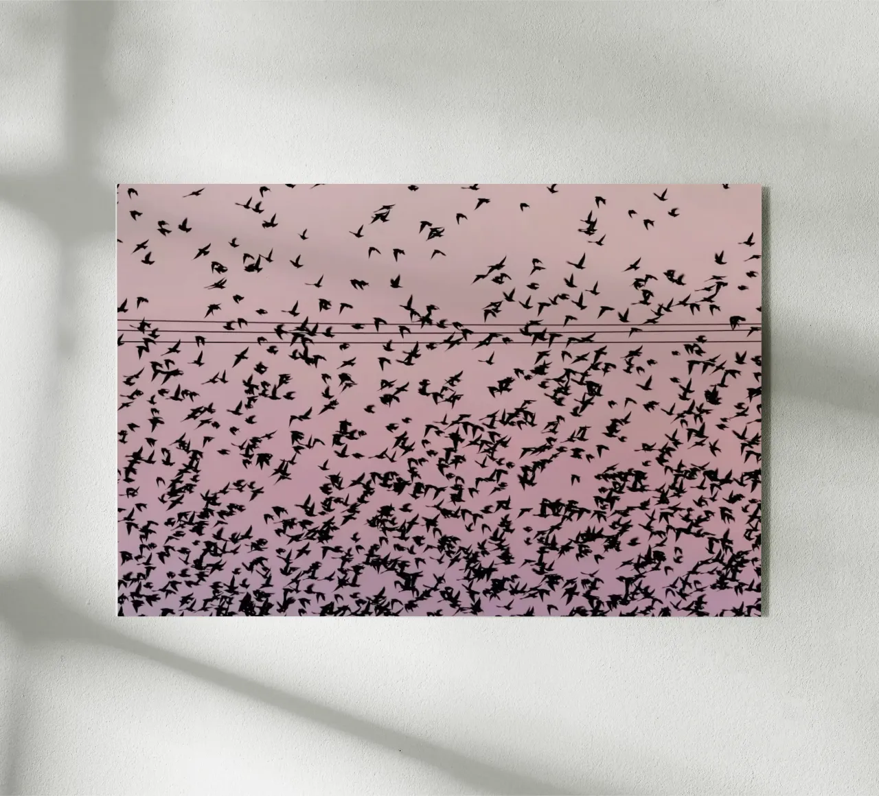 Chaos in Bird Migration by @matthcon01 plexiglas de EyeEm Mobile GmbH