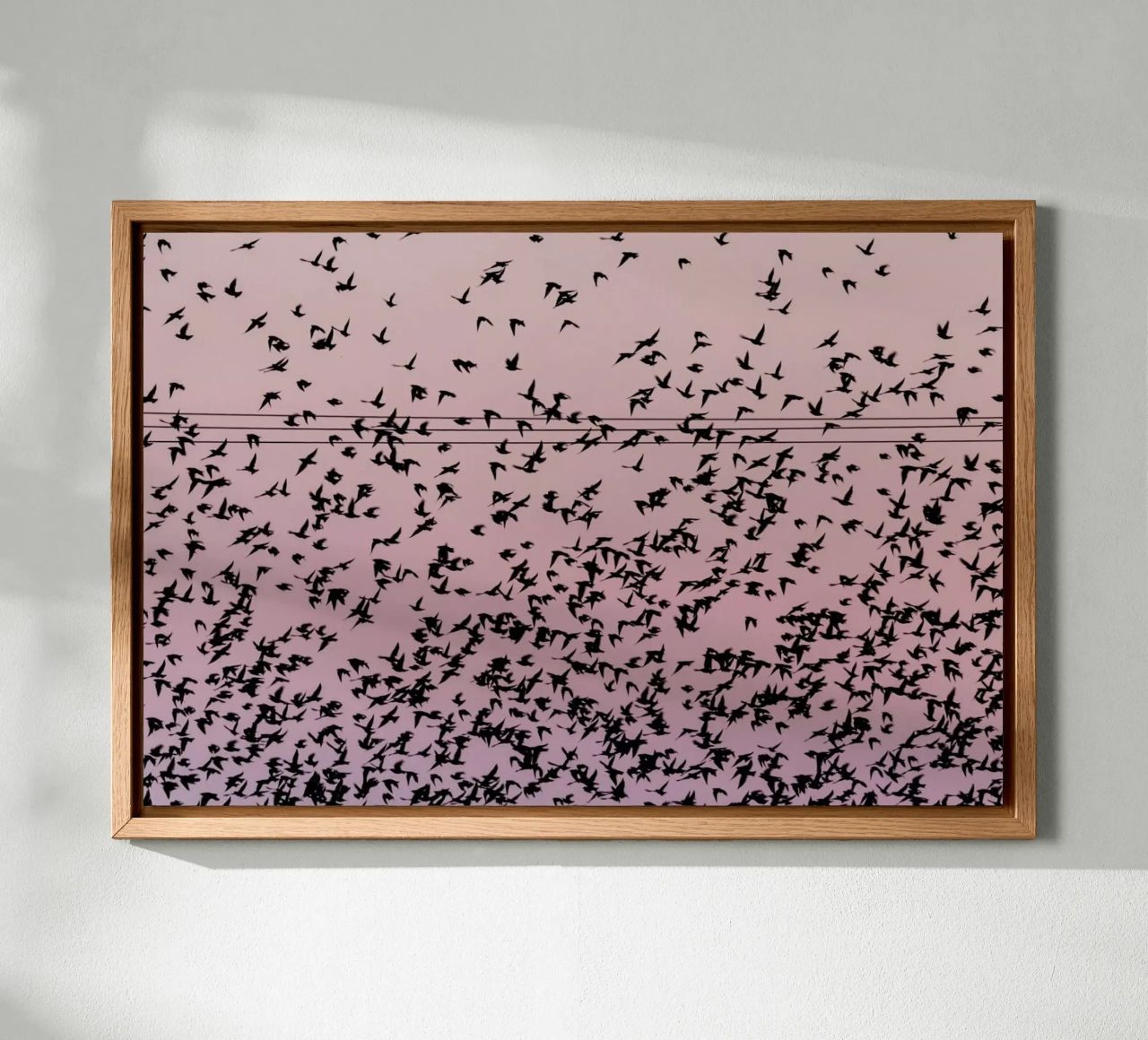 Chaos in Bird Migration by @matthcon01 alluminio dibond da EyeEm Mobile GmbH