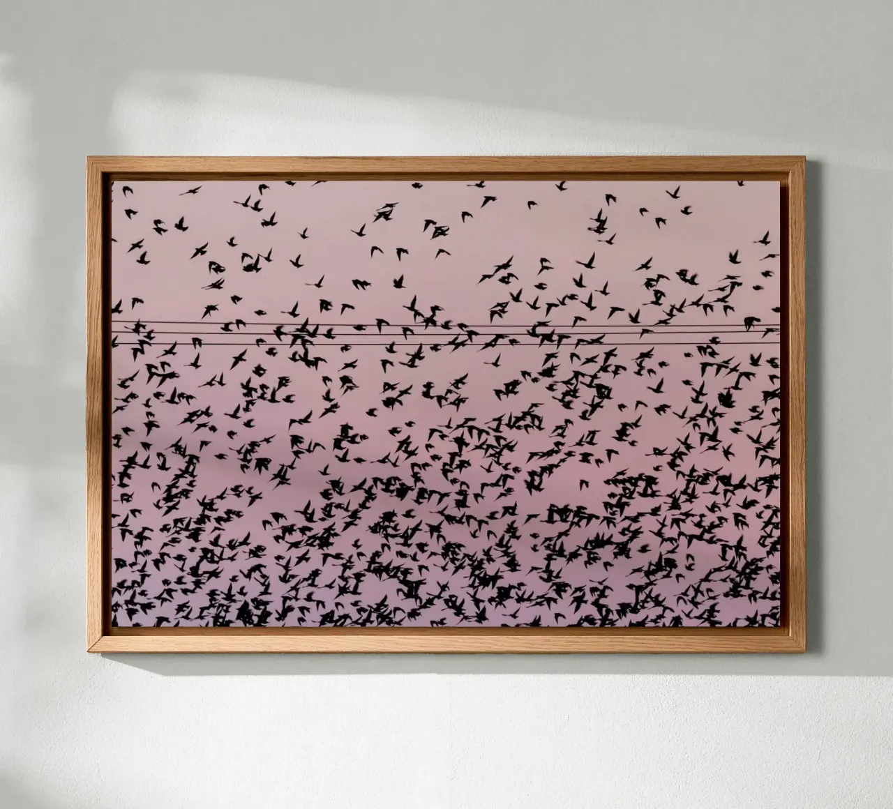 Chaos in Bird Migration by @matthcon01 pannello forex da EyeEm Mobile GmbH