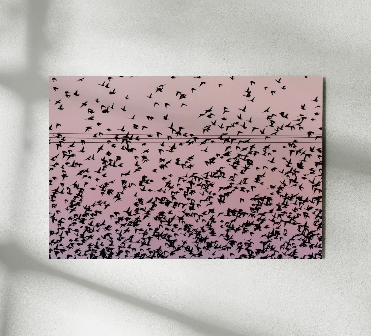 Chaos in Bird Migration by @matthcon01 alluminio dibond da EyeEm Mobile GmbH