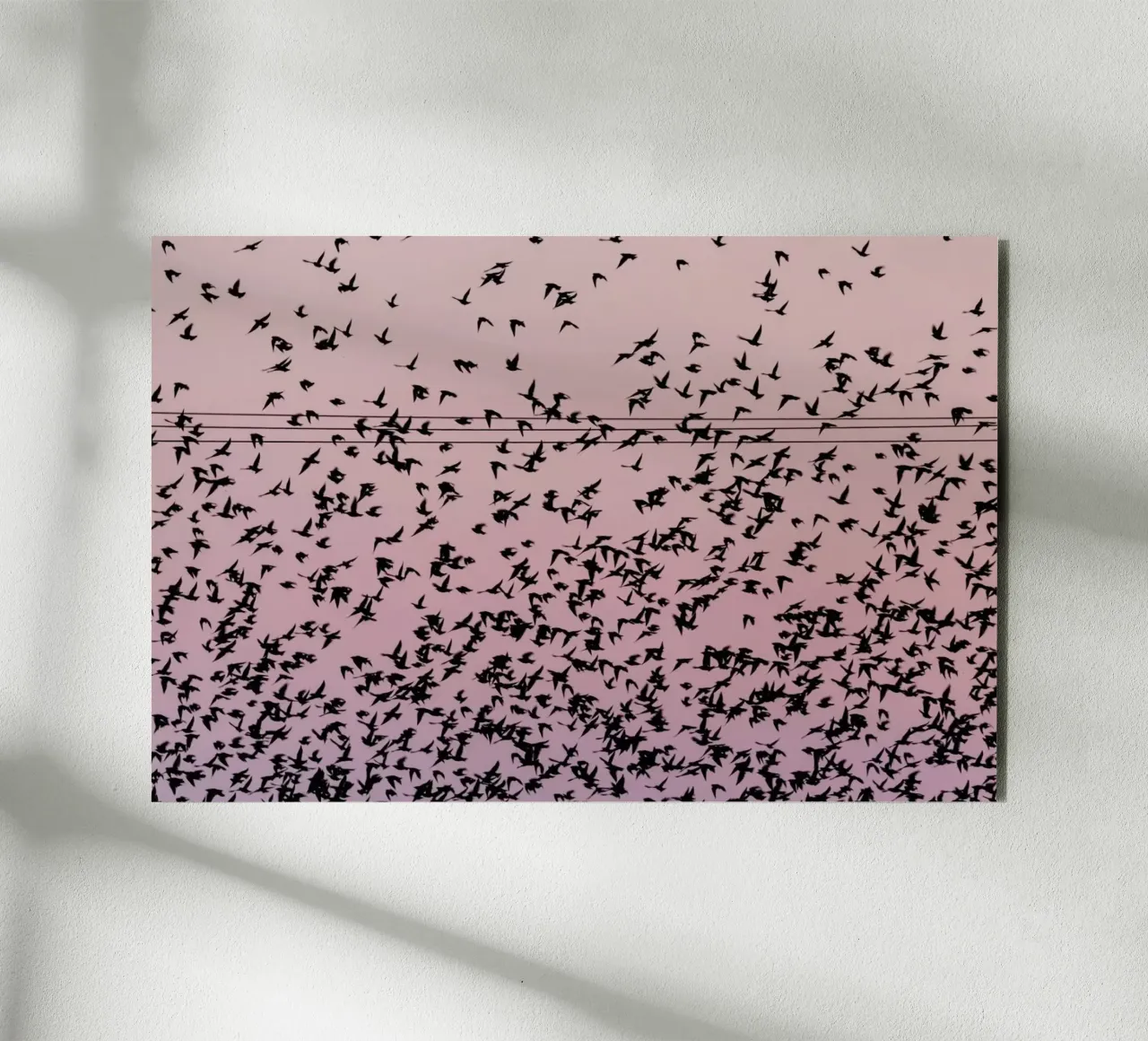 Chaos in Bird Migration by @matthcon01 pannello forex da EyeEm Mobile GmbH