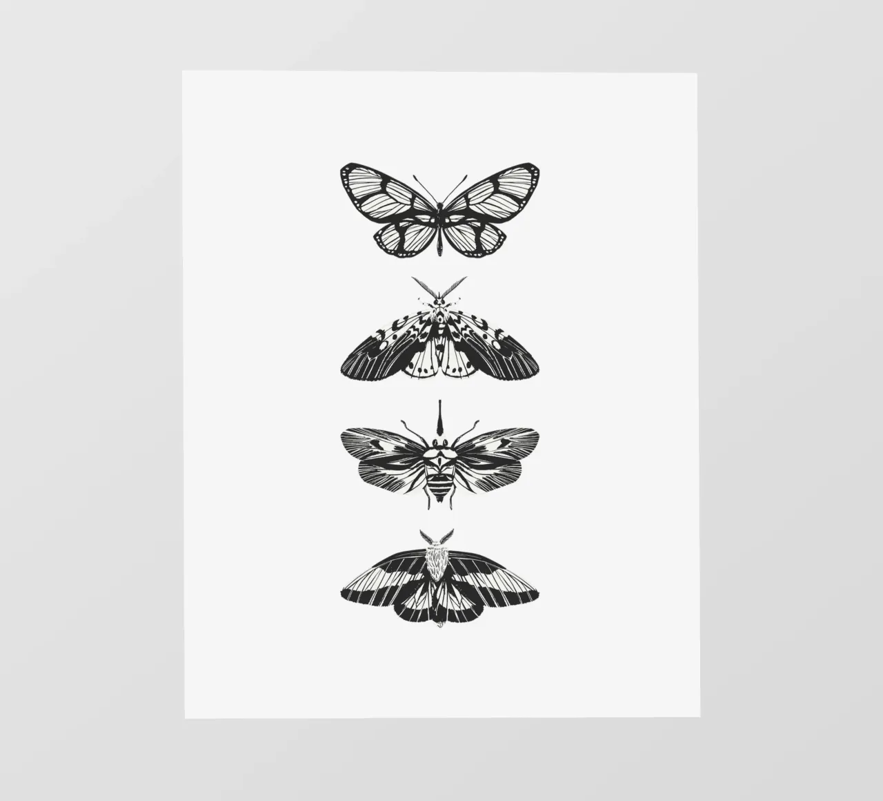 farfalla pellicola backlit da khoailang