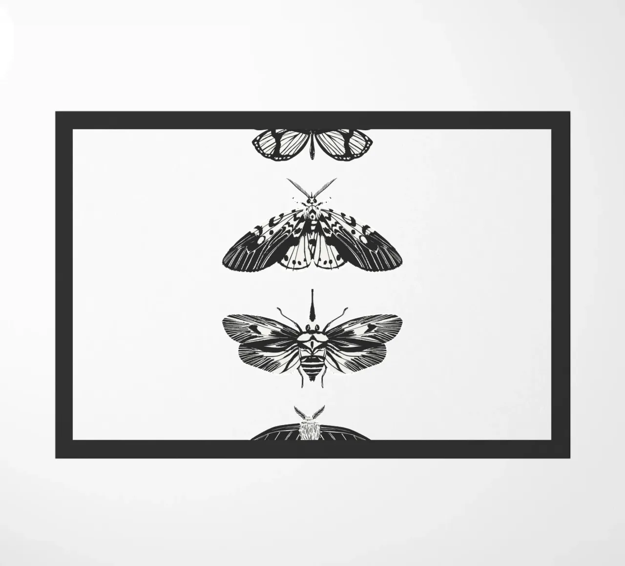 farfalla zerbino da khoailang