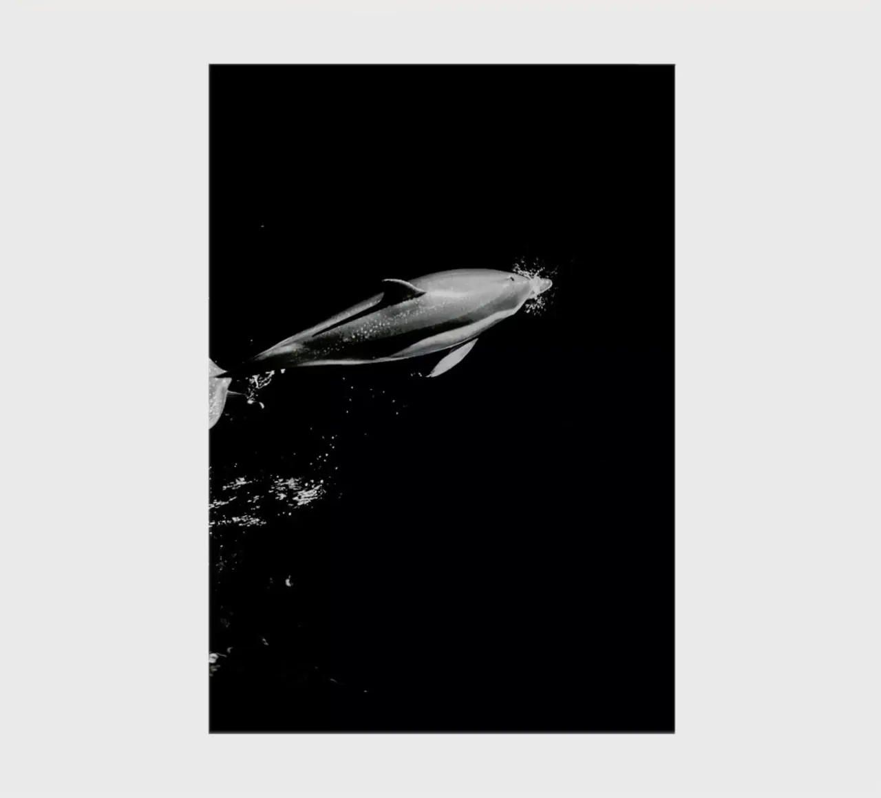 Dolphin in the Wild by @mirrorliss notebook by EyeEm Mobile GmbH