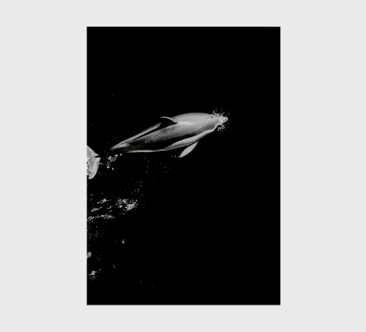 Dolphin in the Wild by @mirrorliss notebook by EyeEm Mobile GmbH