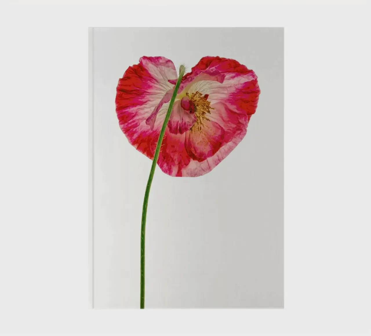 Heart X notebook by Curious Collections by Marielle Leenders
