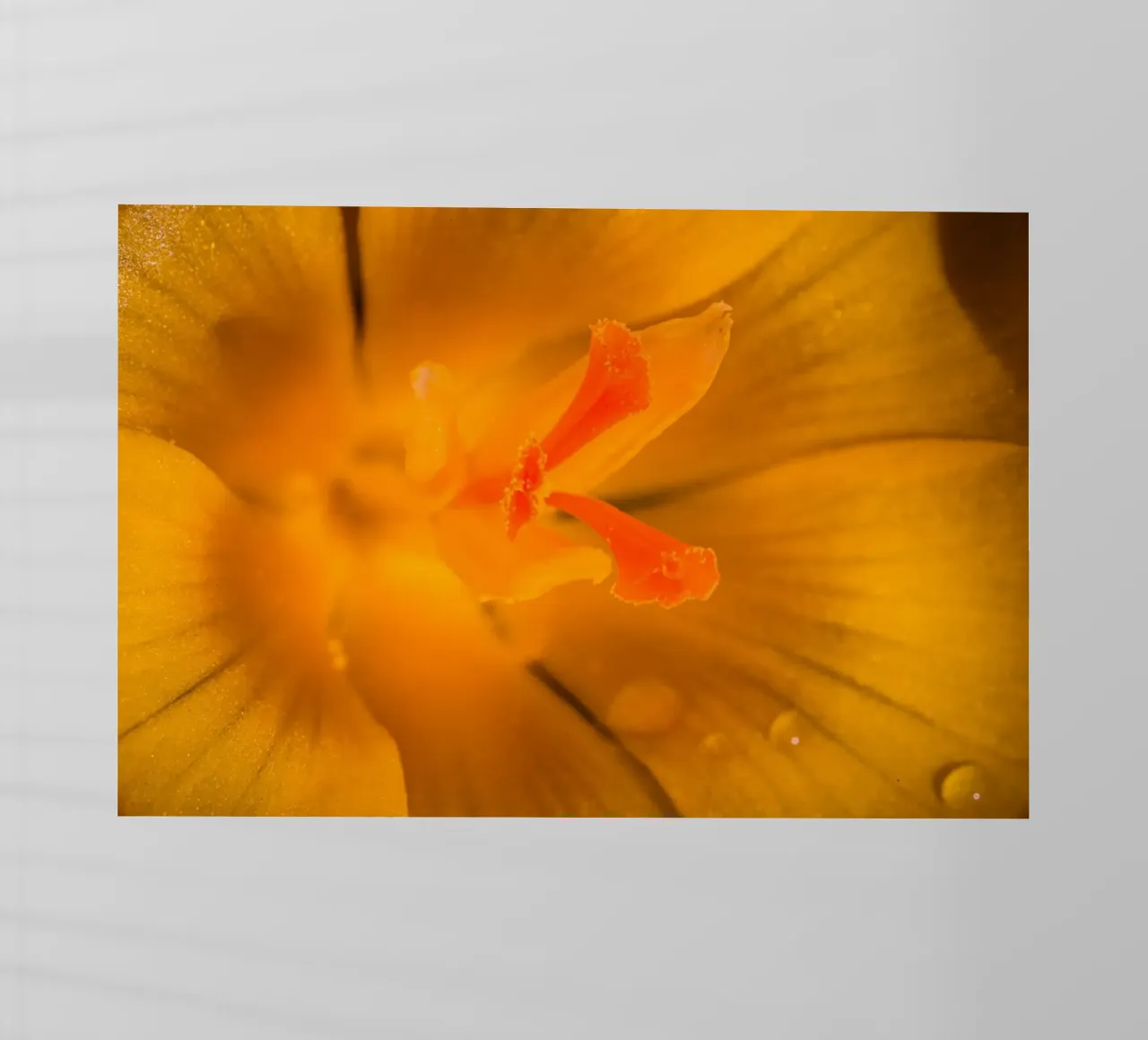 Steli dei fiori di un croco giallo pellicola backlit da Marcus Beckert | Fotografie