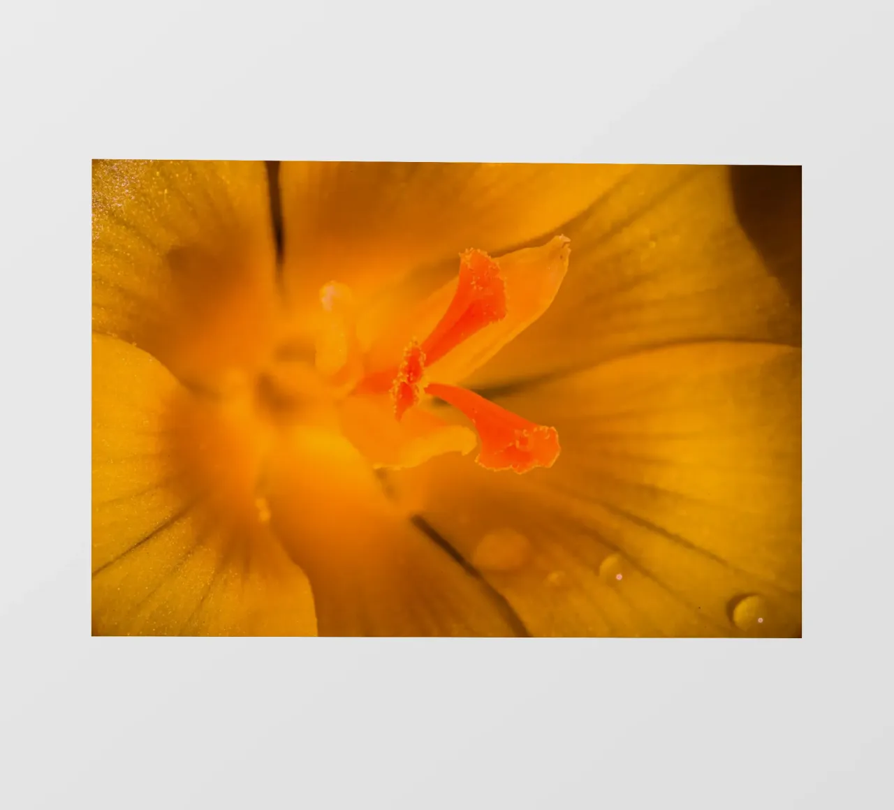 Steli dei fiori di un croco giallo telo in pvc da Marcus Beckert | Fotografie