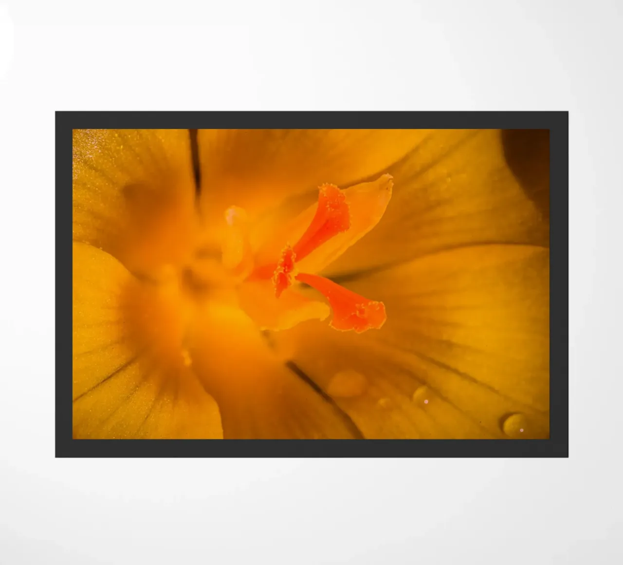 Steli dei fiori di un croco giallo zerbino da Marcus Beckert | Fotografie