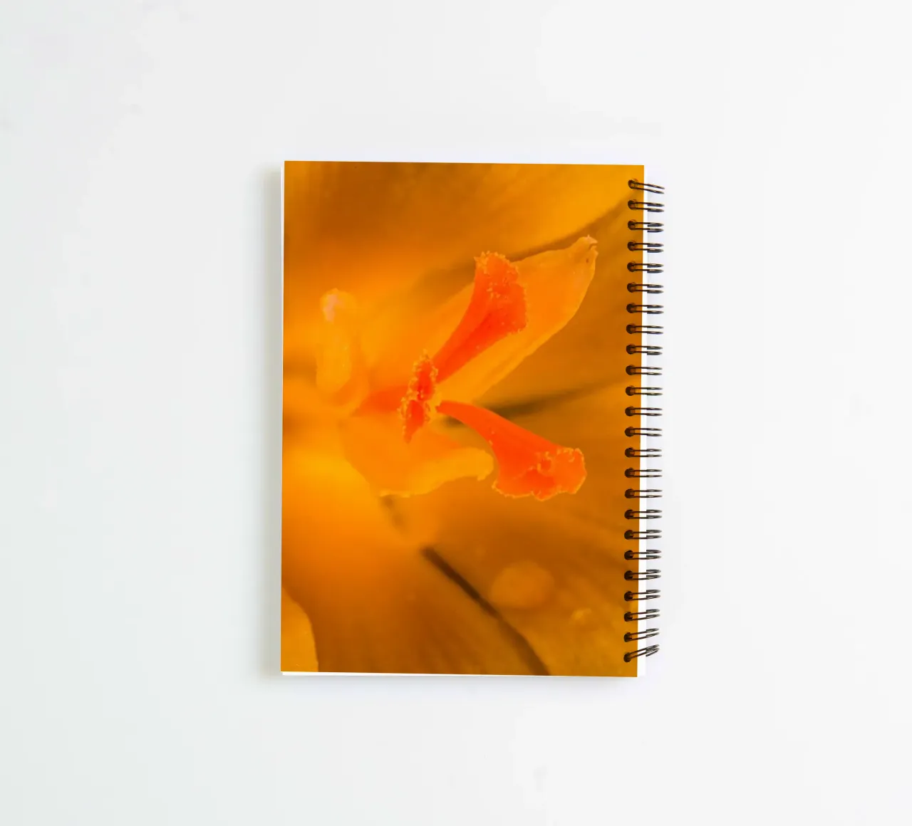 Flower stalks from a yellow crocus spiral notebook by Marcus Beckert | Fotografie