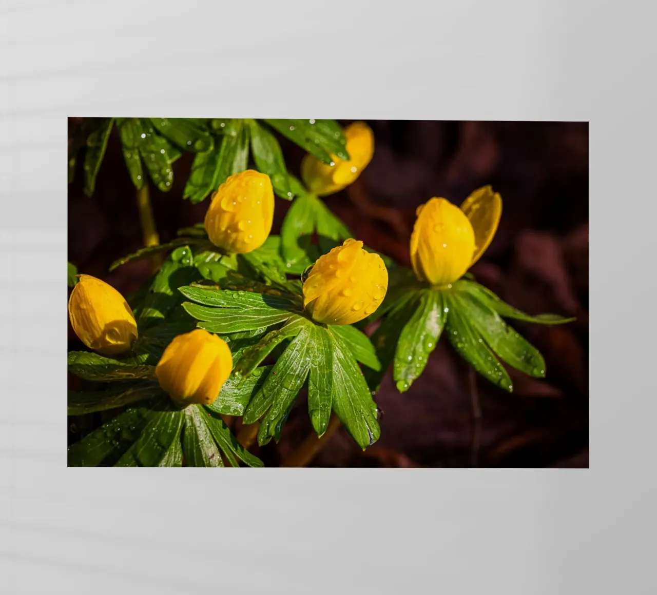 Aconiti invernali con gocce d'acqua sul fiore pellicola backlit da Marcus Beckert | Fotografie