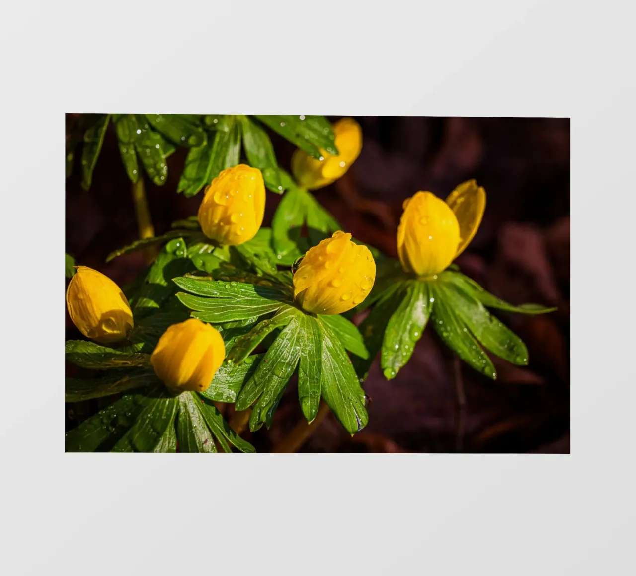 Aconiti invernali con gocce d'acqua sul fiore pellicola backlit da Marcus Beckert | Fotografie