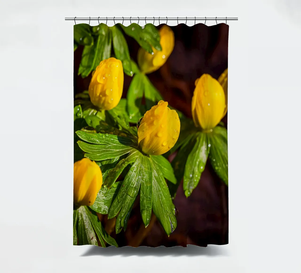 Winter aconites with water droplets on the blossom shower curtain by Marcus Beckert | Fotografie