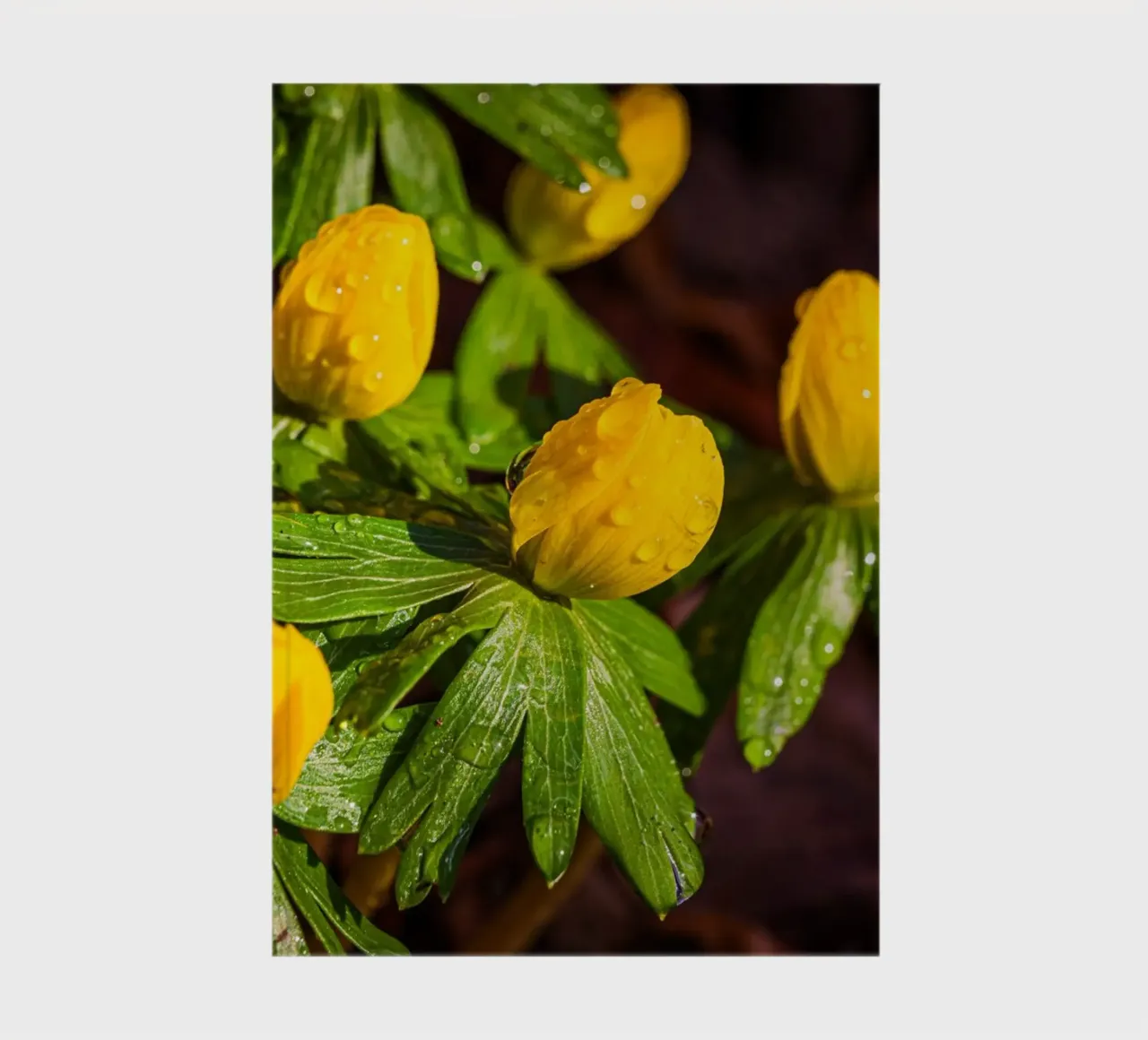 Winter aconites with water droplets on the blossom notebook by Marcus Beckert | Fotografie