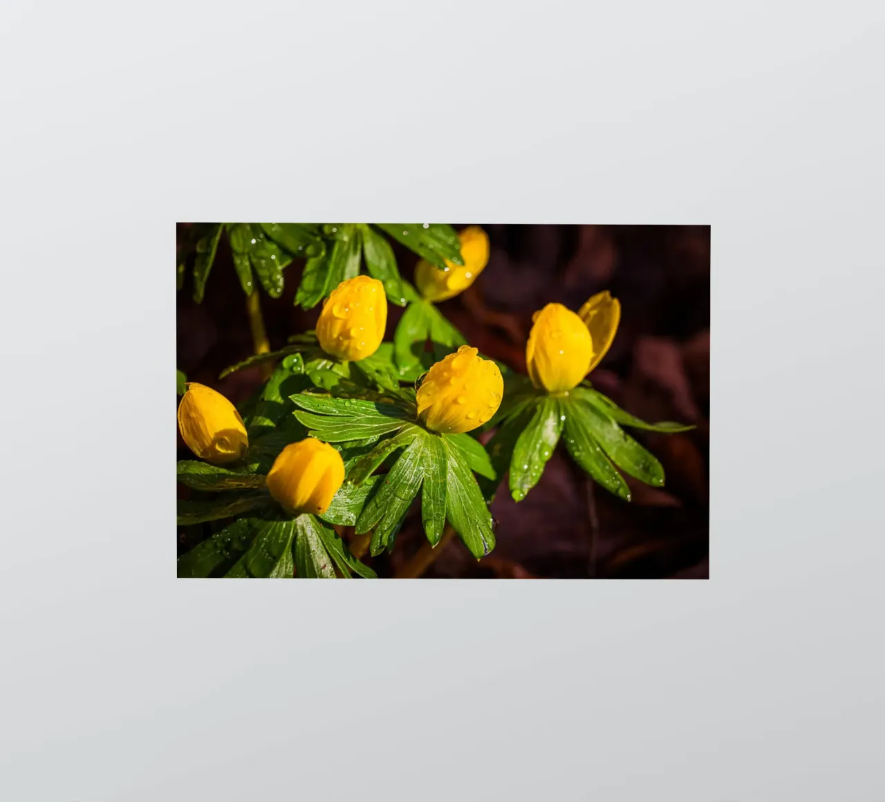 Winter aconites with water droplets on the blossom sticker by Marcus Beckert | Fotografie