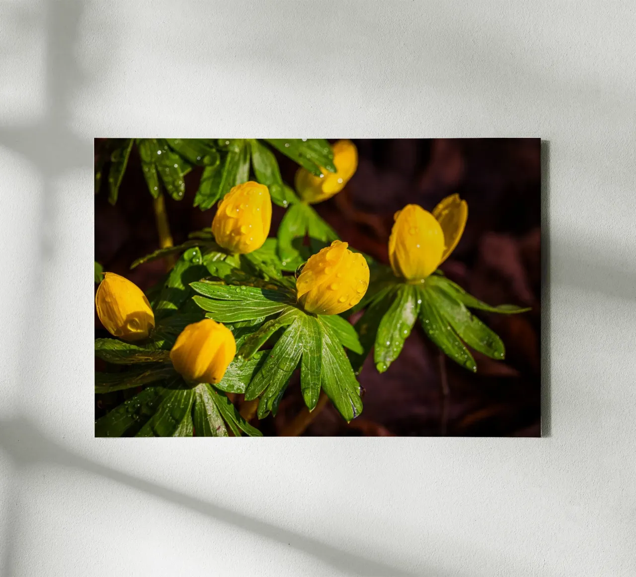 Aconiti invernali con gocce d'acqua sul fiore tela con Cornice a cassetta da Marcus Beckert | Fotografie
