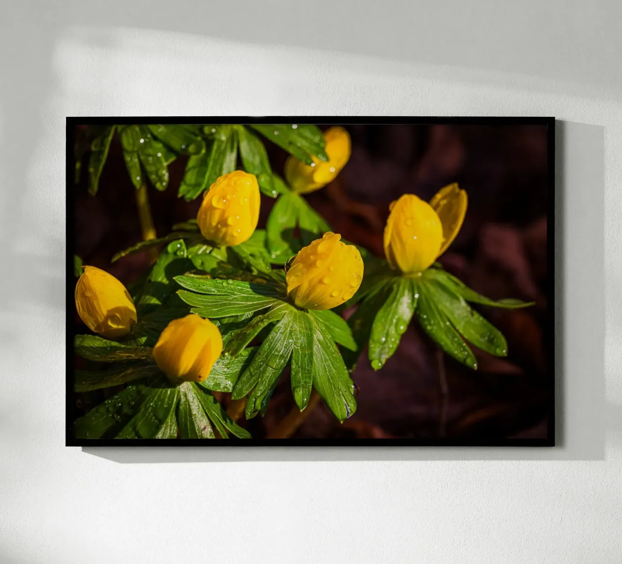Aconiti invernali con gocce d'acqua sul fiore carta hahnemühle da Marcus Beckert | Fotografie