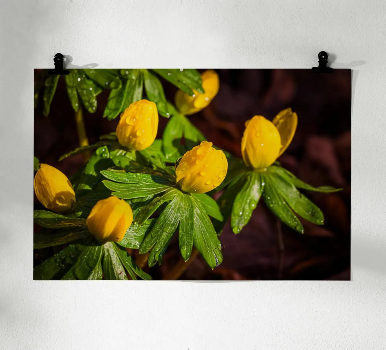 Aconiti invernali con gocce d'acqua sul fiore carta hahnemühle da Marcus Beckert | Fotografie