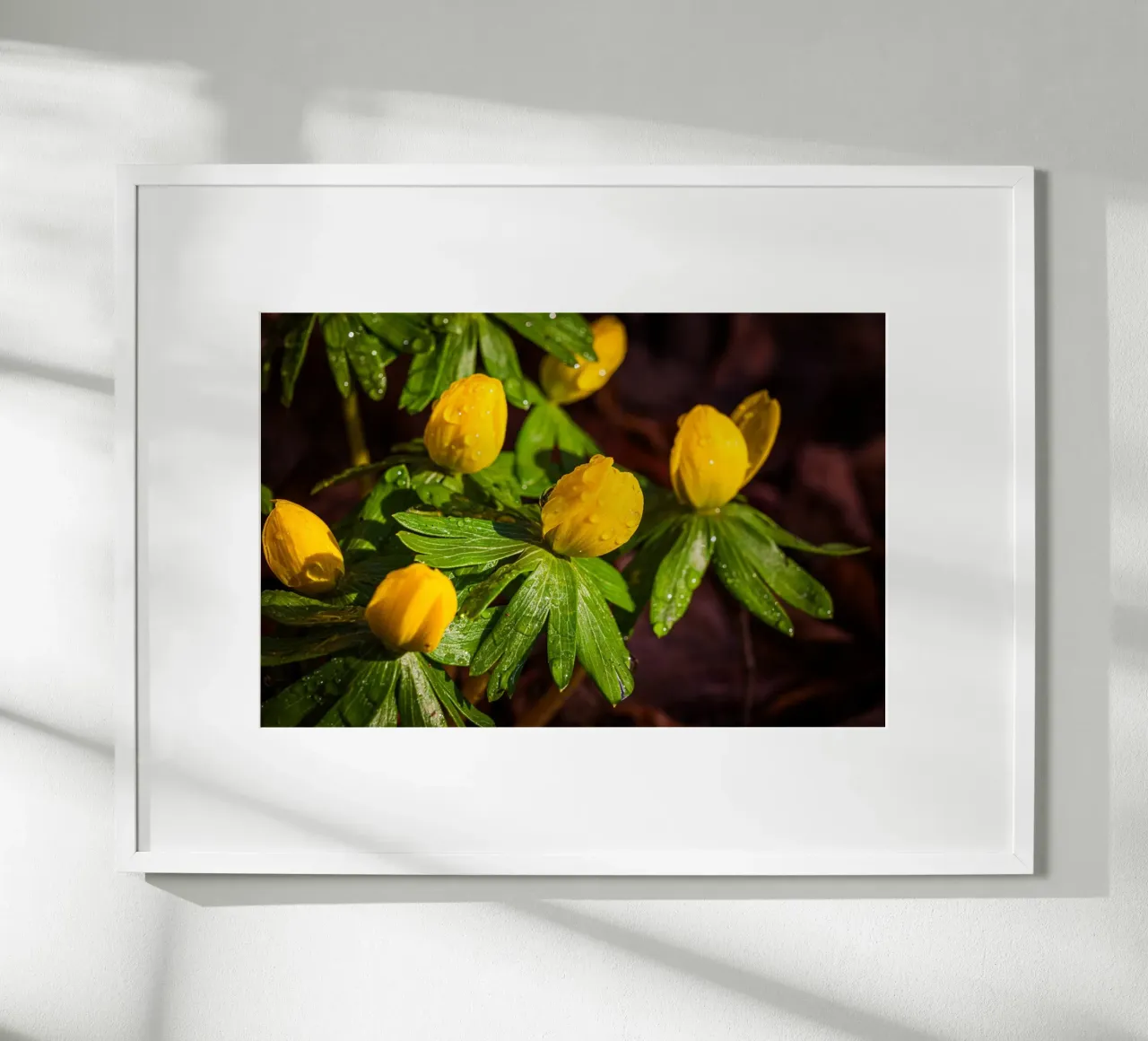 Aconiti invernali con gocce d'acqua sul fiore carta hahnemühle da Marcus Beckert | Fotografie