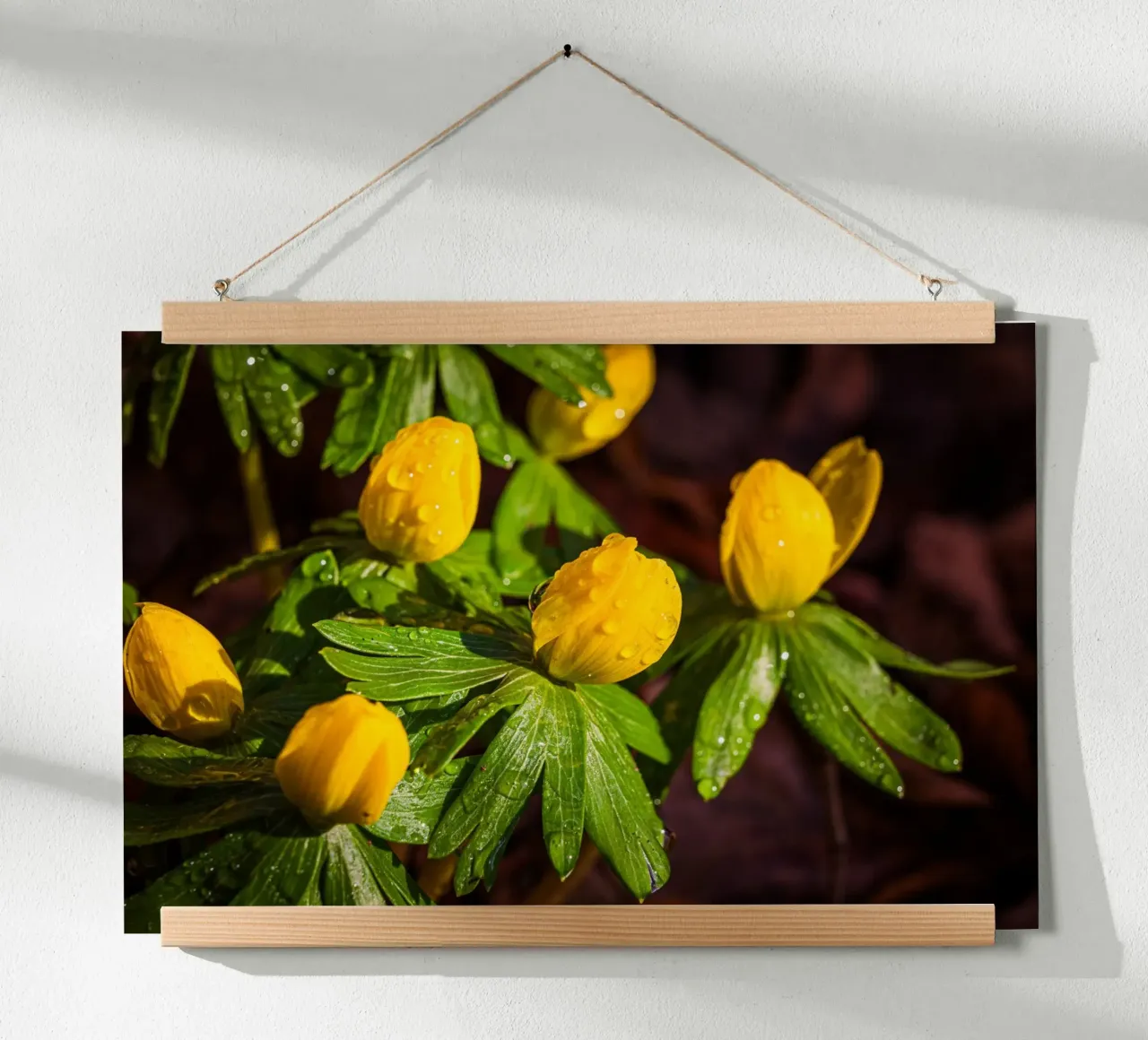 Aconiti invernali con gocce d'acqua sul fiore carta hahnemühle da Marcus Beckert | Fotografie