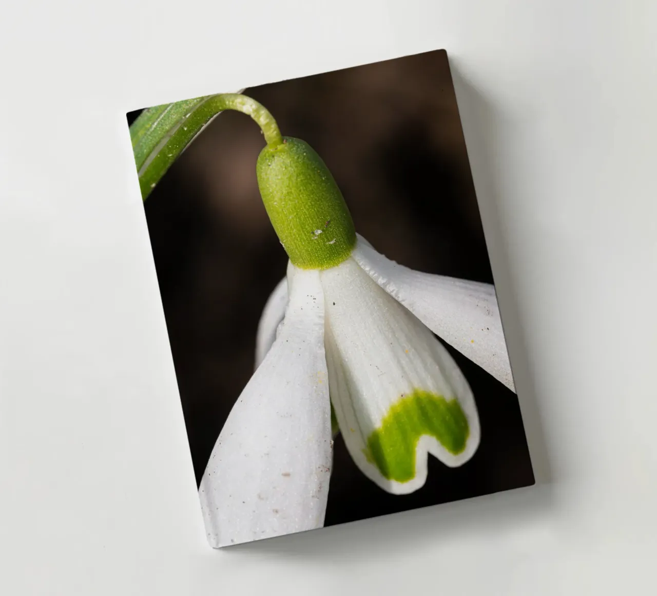 Close-up of a snowdrop notebook by Marcus Beckert | Fotografie