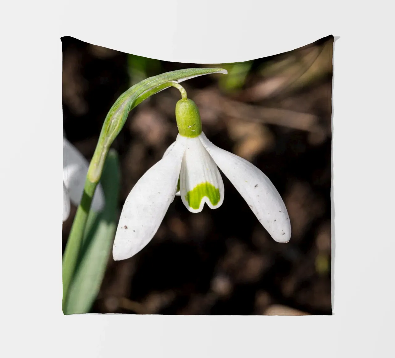 Bucaneve in primavera coperta in pile da Marcus Beckert | Fotografie
