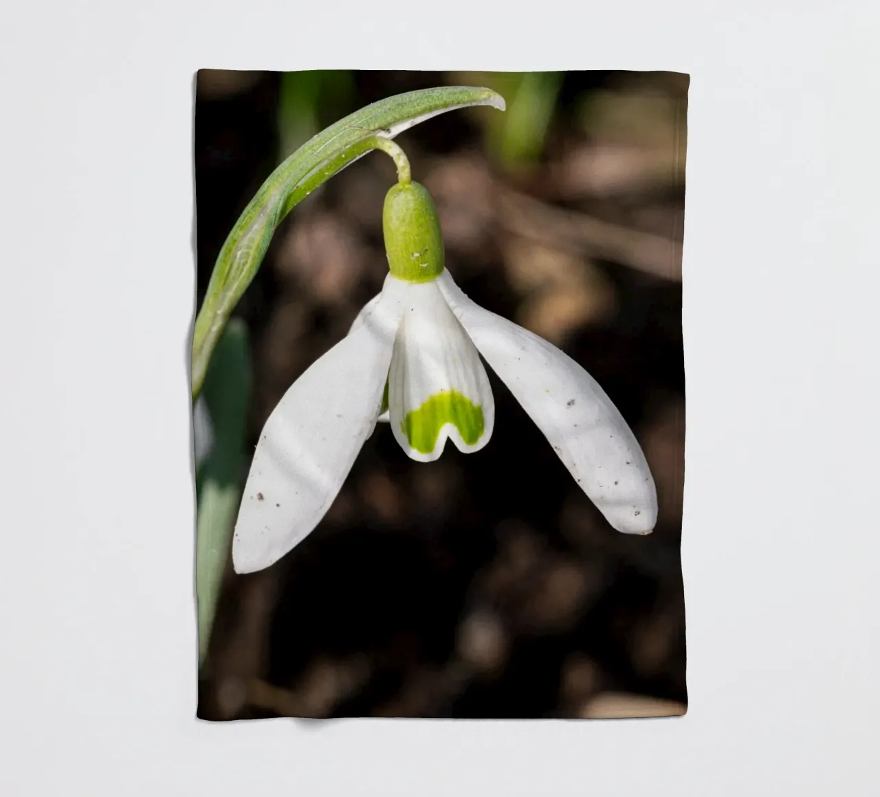 Bucaneve in primavera coperta in pile da Marcus Beckert | Fotografie