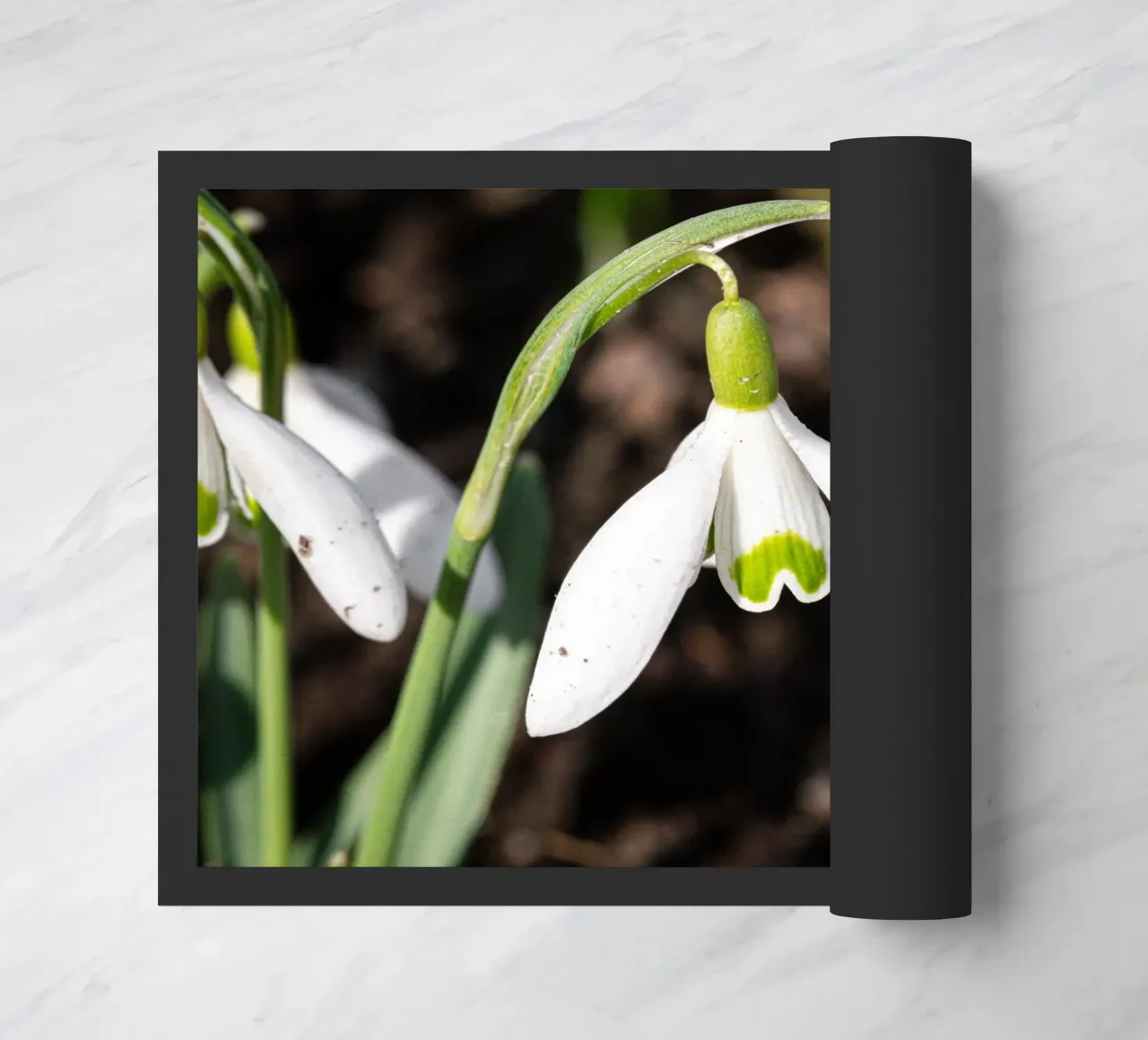 Bucaneve in primavera zerbino da Marcus Beckert | Fotografie