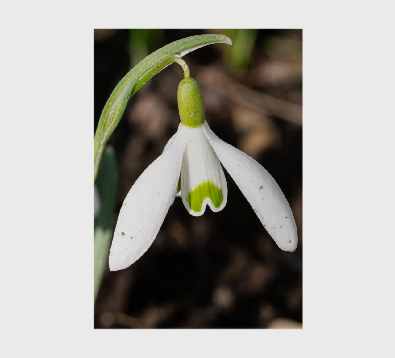 Snowdrops in spring notebook by Marcus Beckert | Fotografie