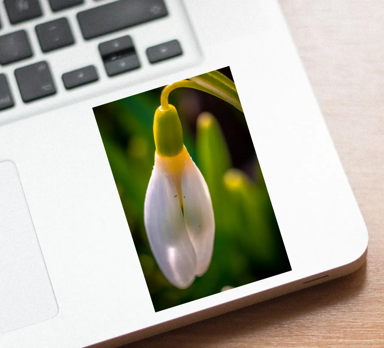 Closed snowdrop in the sunshine sticker by Marcus Beckert | Fotografie