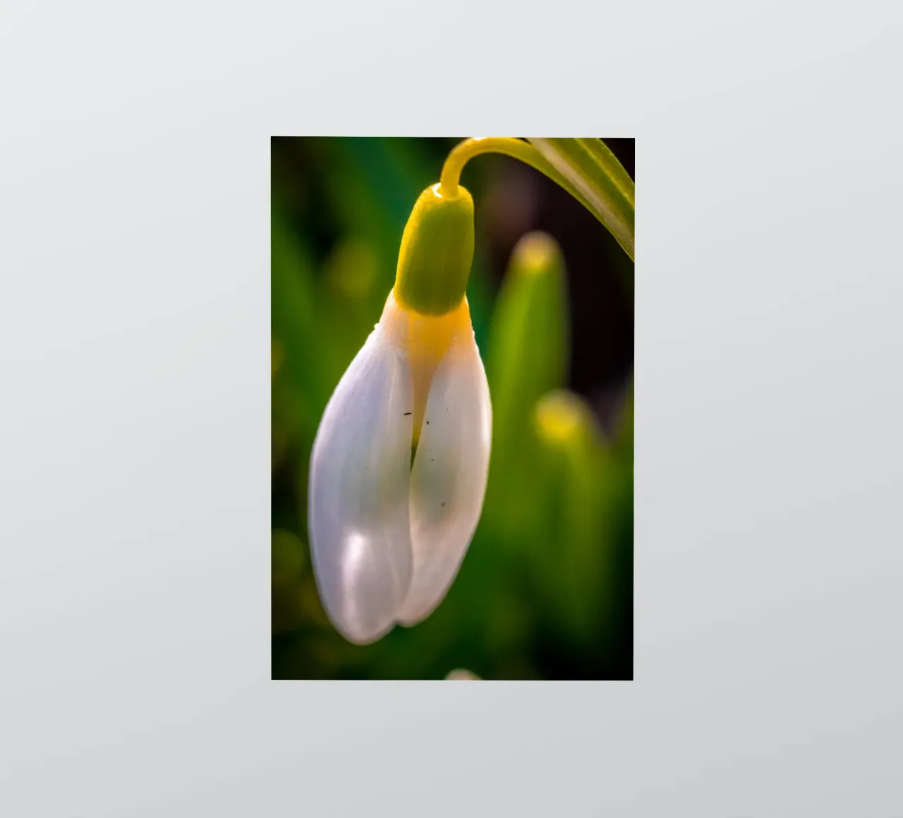 Closed snowdrop in the sunshine sticker by Marcus Beckert | Fotografie